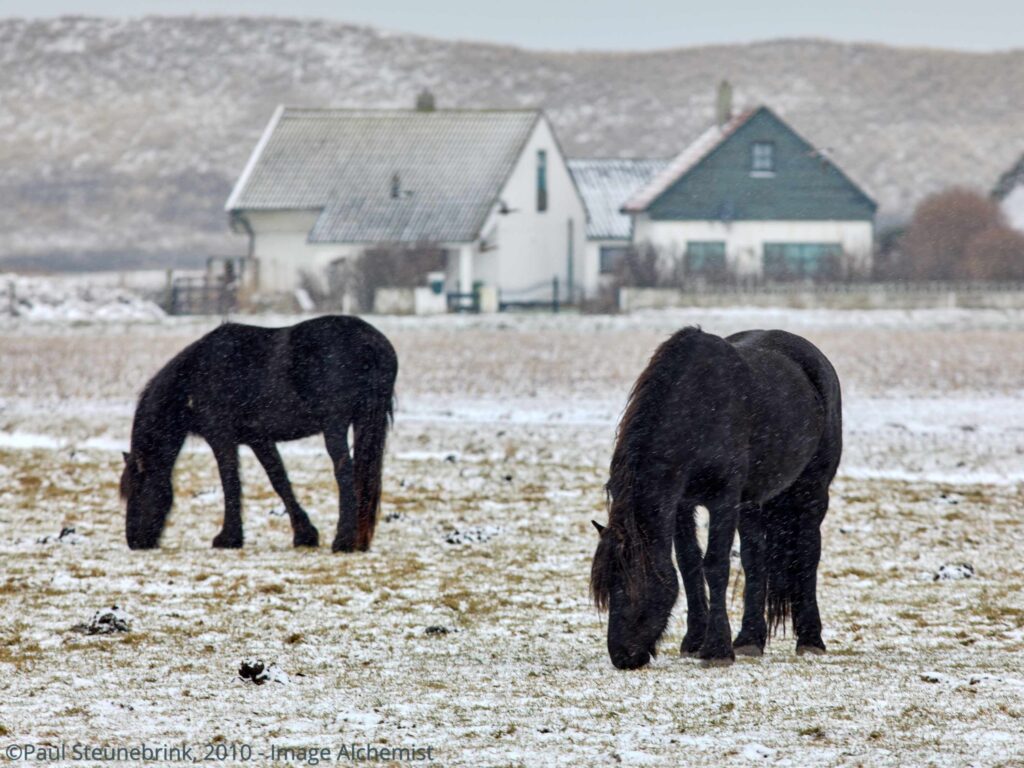 horses in the snow